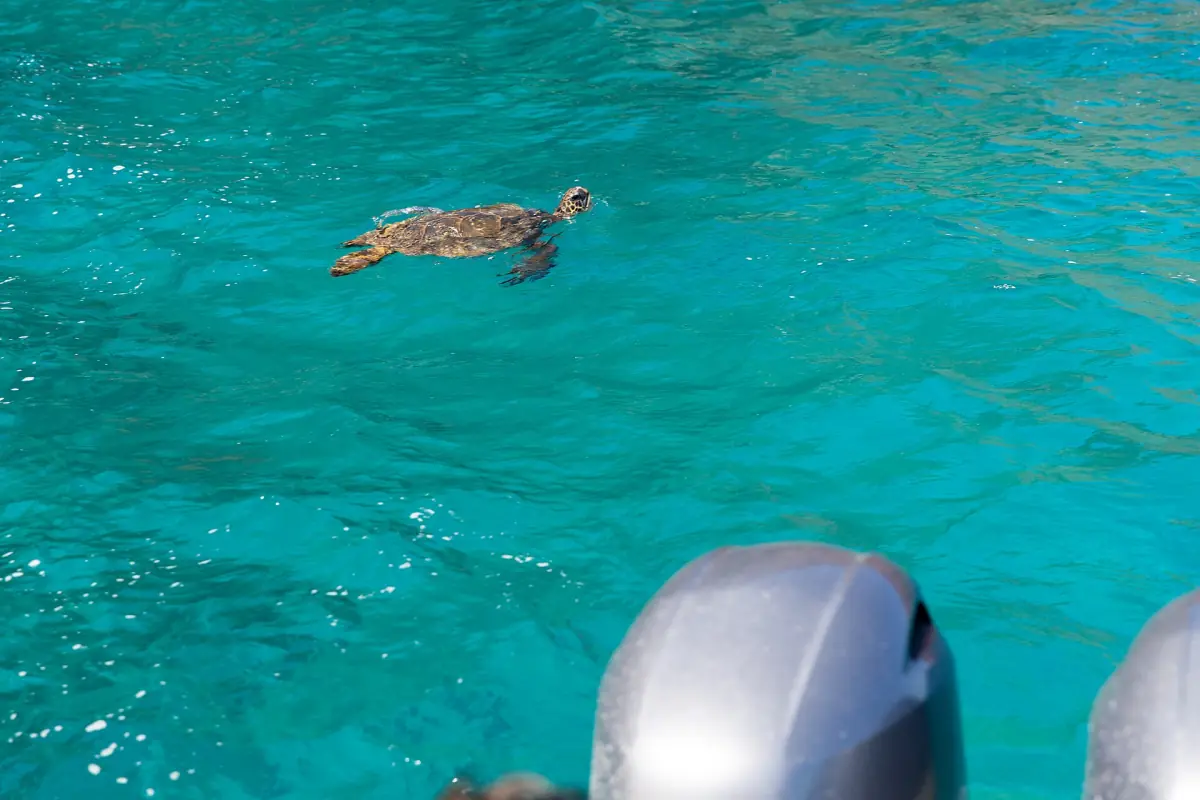 A green sea turtle seen from a Na Pali boat