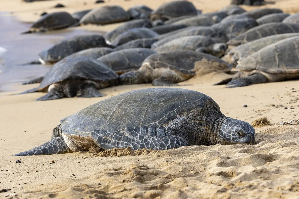 Green sea turtles resting on the sand near Poipu