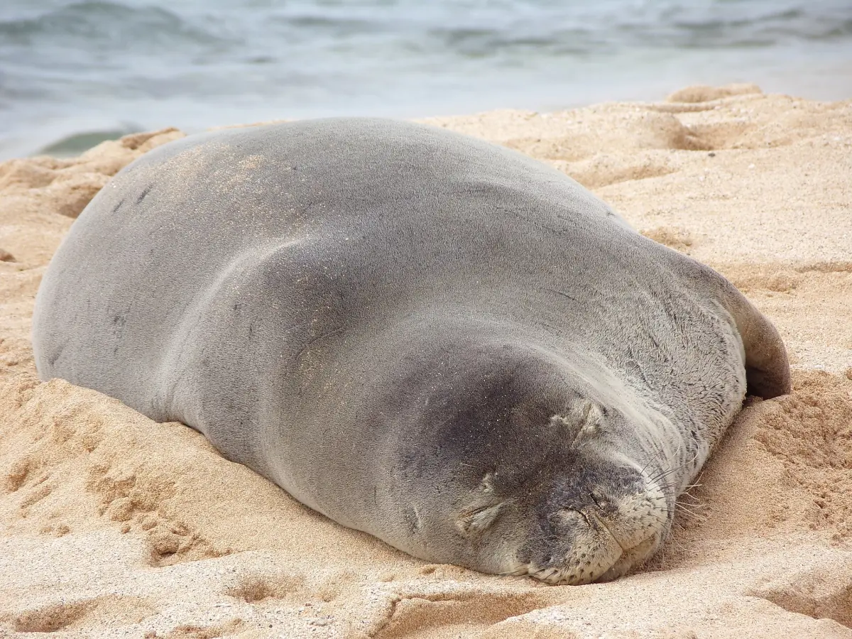A Hawaiian monk seal resting at Poipu Beach